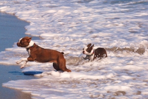 boston terriers on the beach
